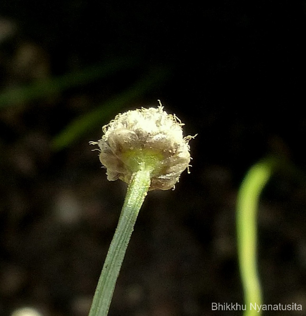 Eriocaulon thwaitesii Körn.